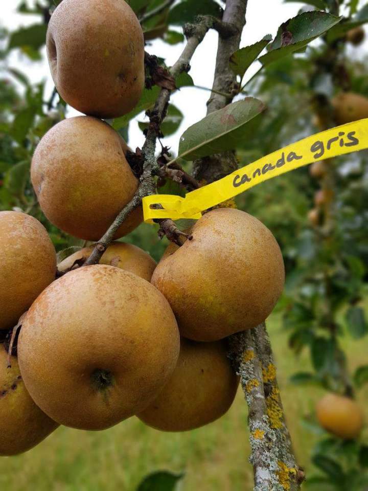 Pépiniériste Normandie
