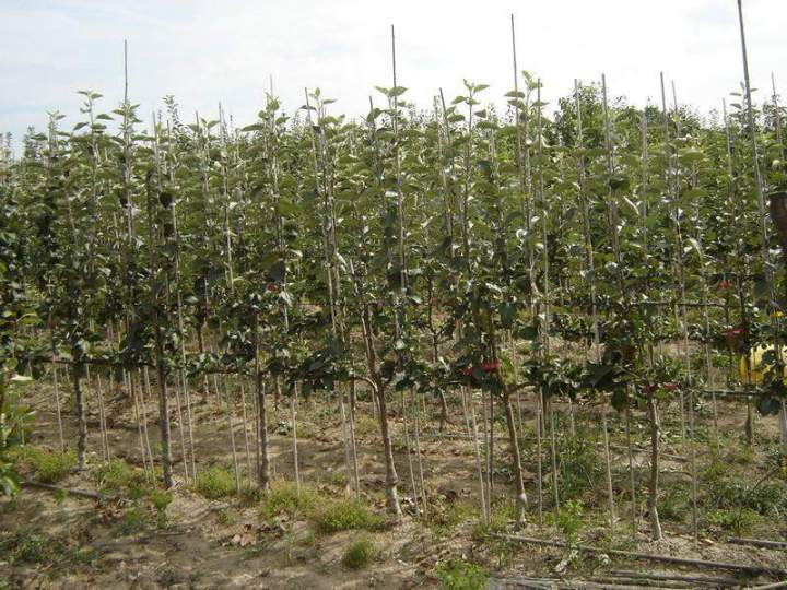 Vente de plantes Normandie