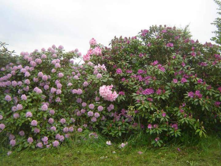 Fournisseur de plantes ornementales Normandie