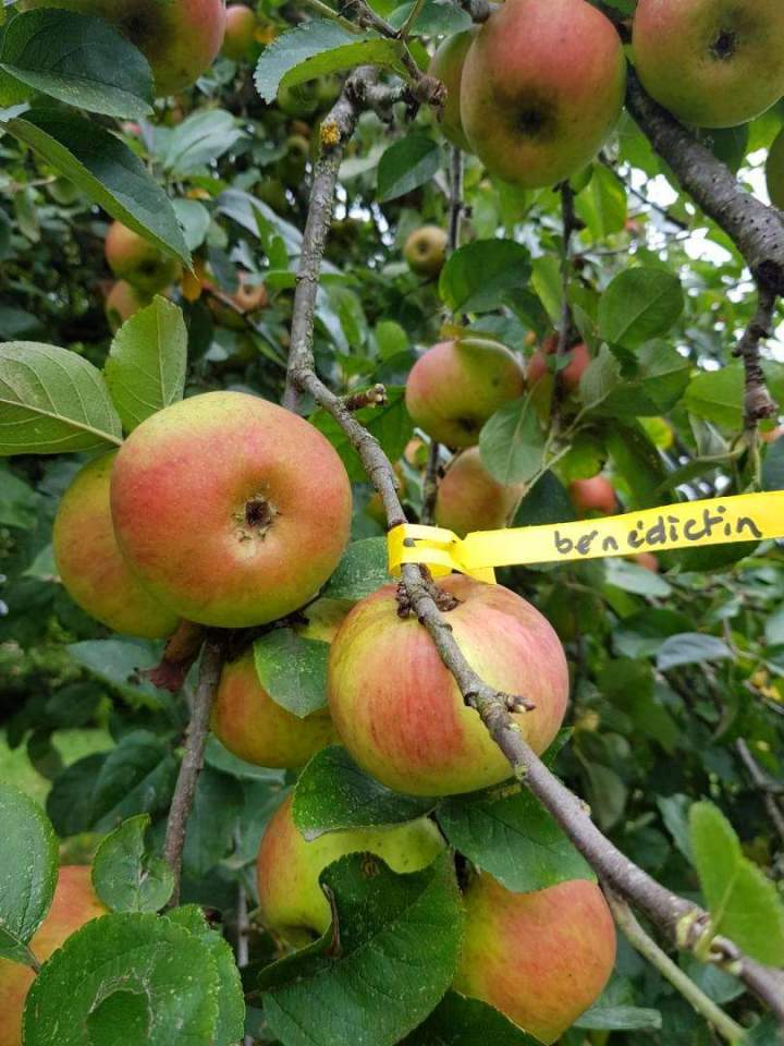 Production de végétaux Normandie