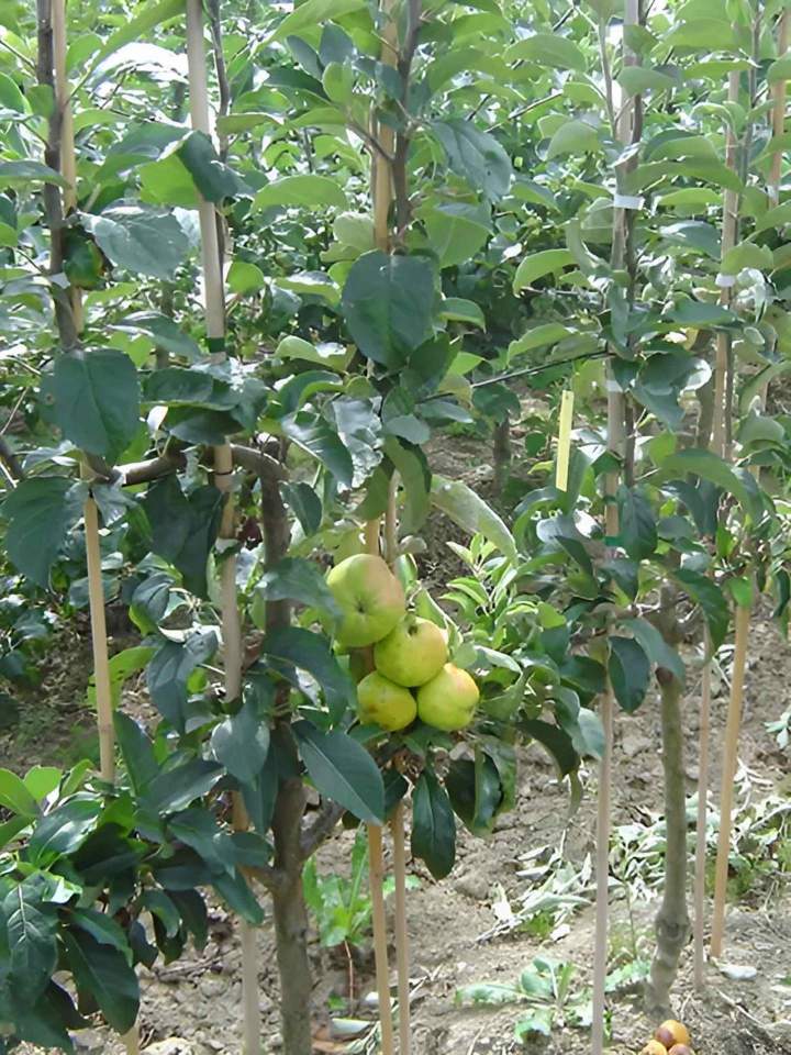 Spécialiste des végétaux Normandie