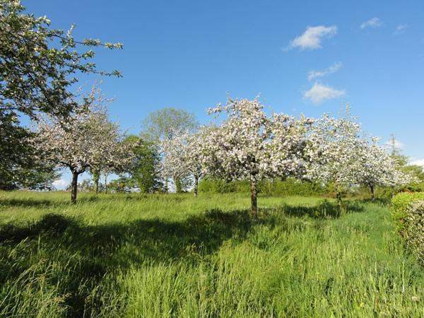 Pépinière experte en végétaux régionaux