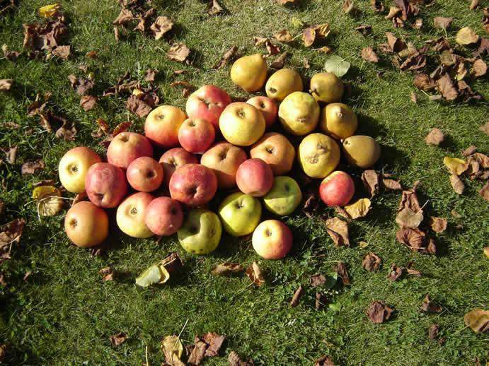Arbres fruitiers et d’ornement Normandie