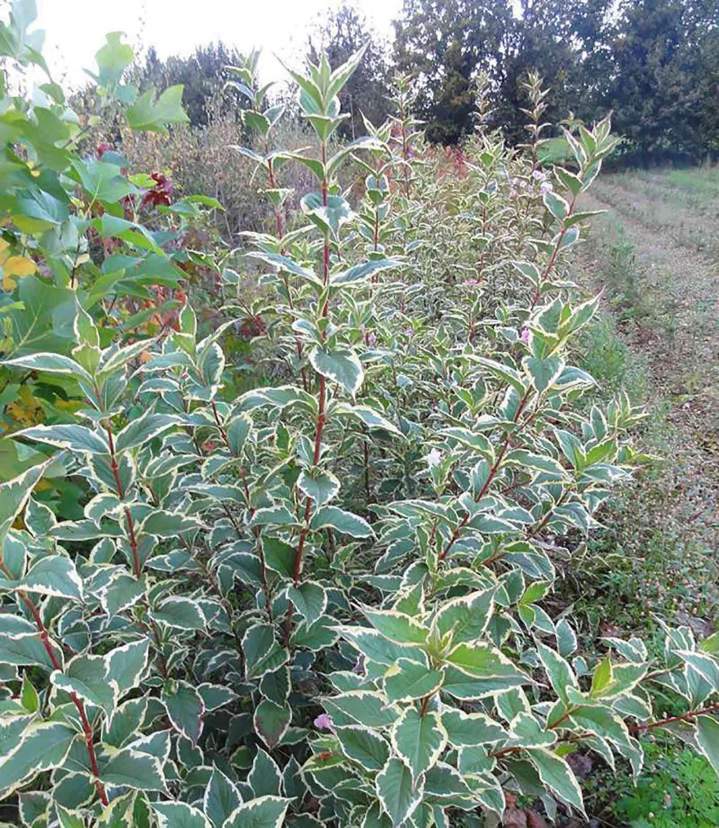 Fournisseur de végétaux Normandie