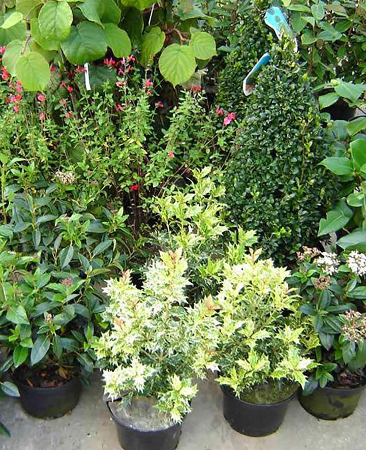 Spécialiste des végétaux Normandie