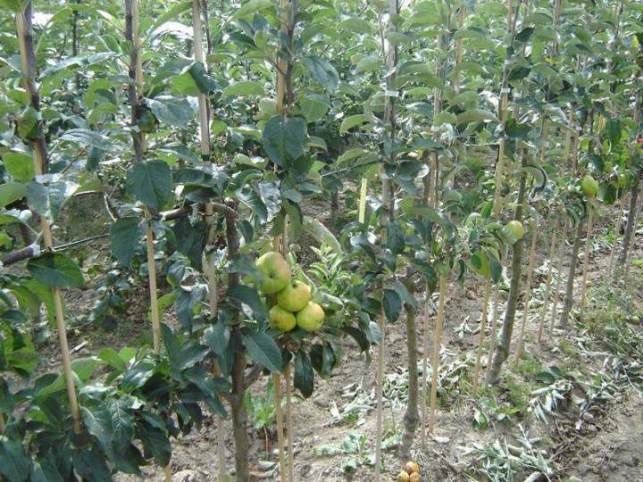 Production de végétaux Normandie