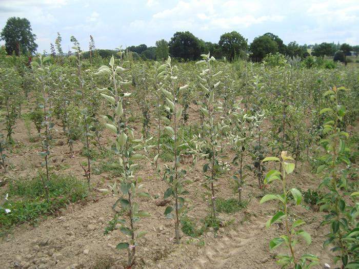 Arbres et plantes Normandie
