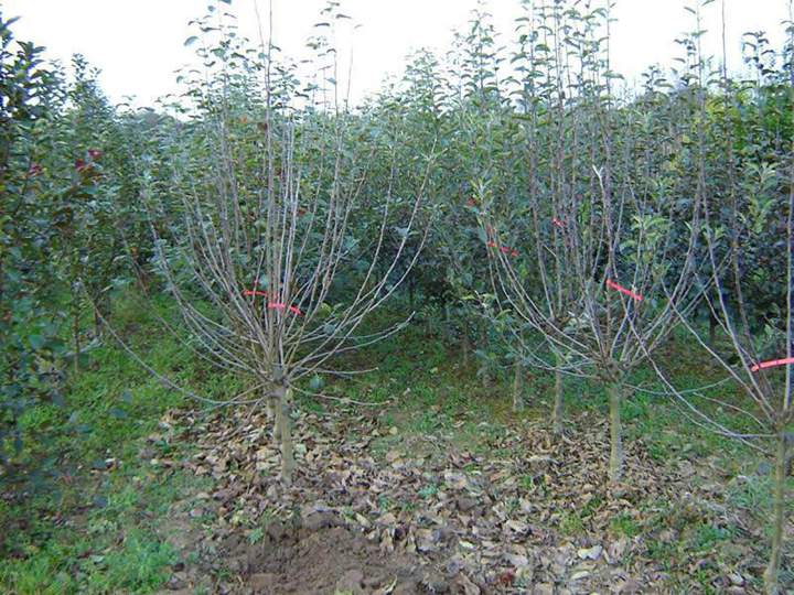 Pépinière de qualité Normandie