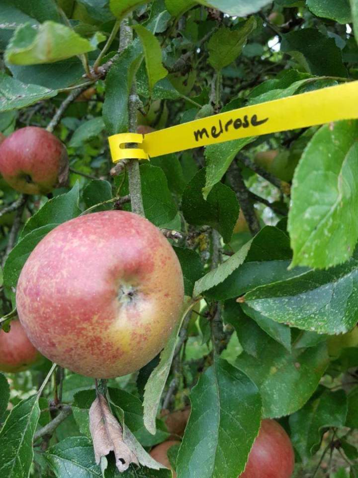 Arbres et plantes Normandie