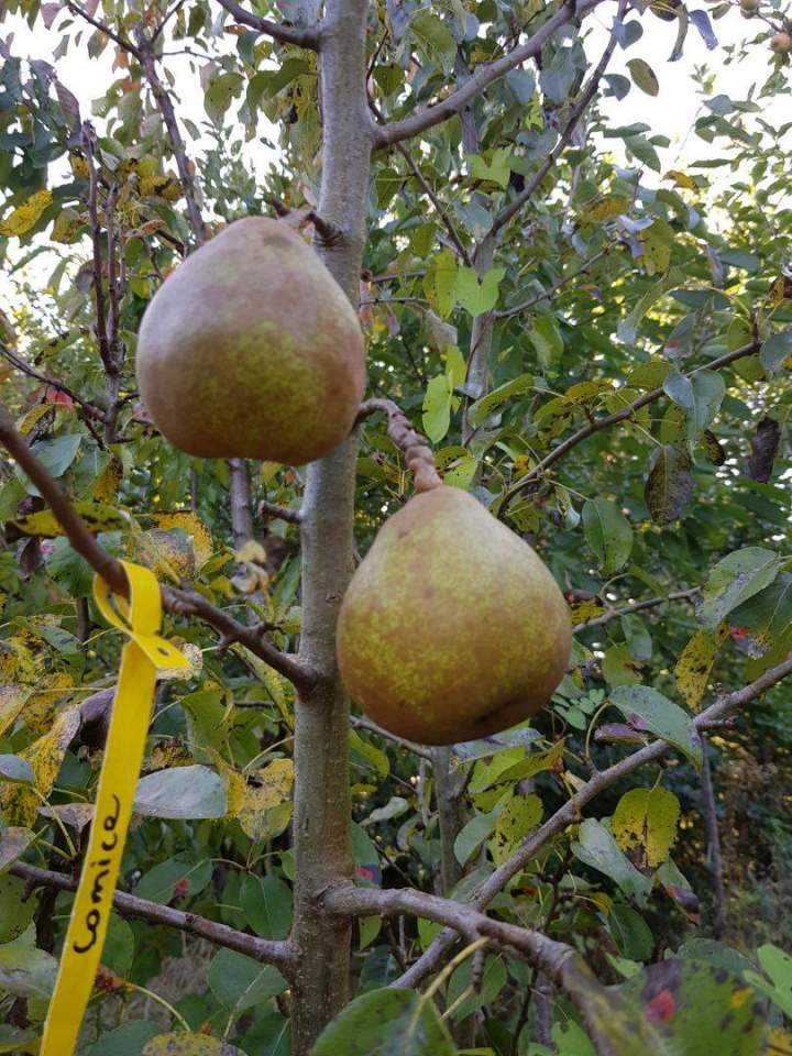 Arbres et plantes Normandie