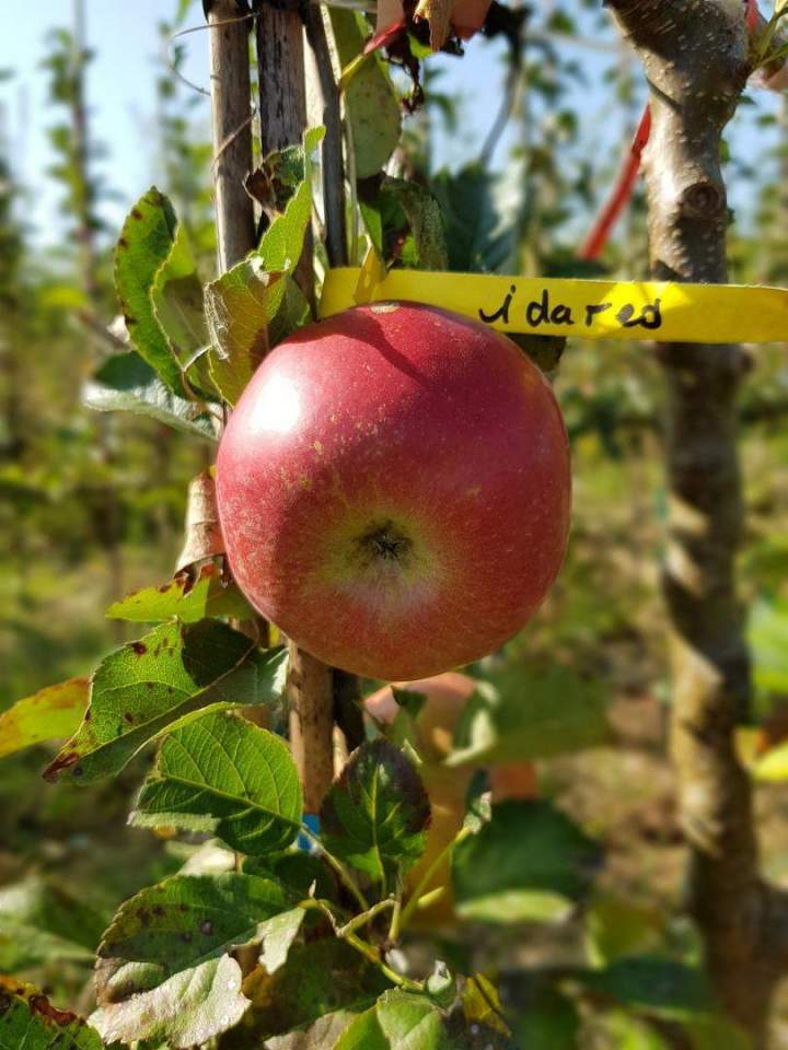 Arbres fruitiers et d’ornement Normandie