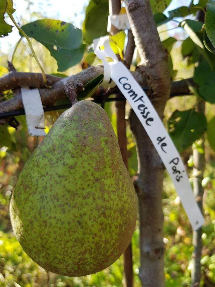 Arbres fruitiers et d’ornement Normandie