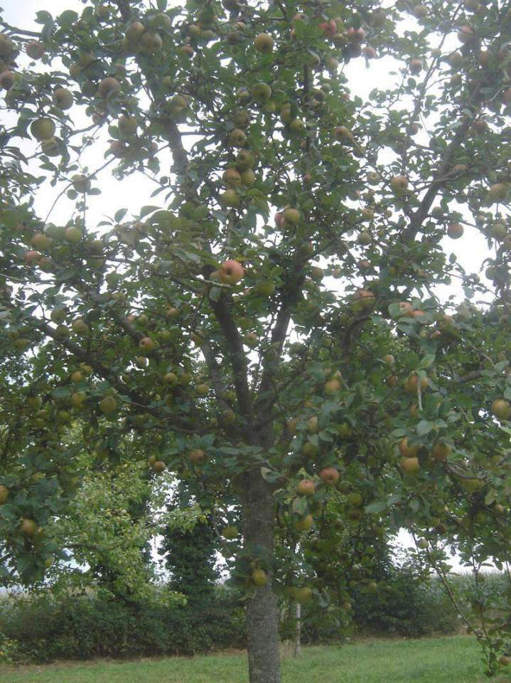 Arbres fruitiers et d’ornement Normandie
