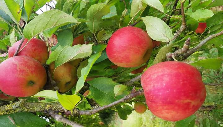 Pépinière plants et arbustes Normandie