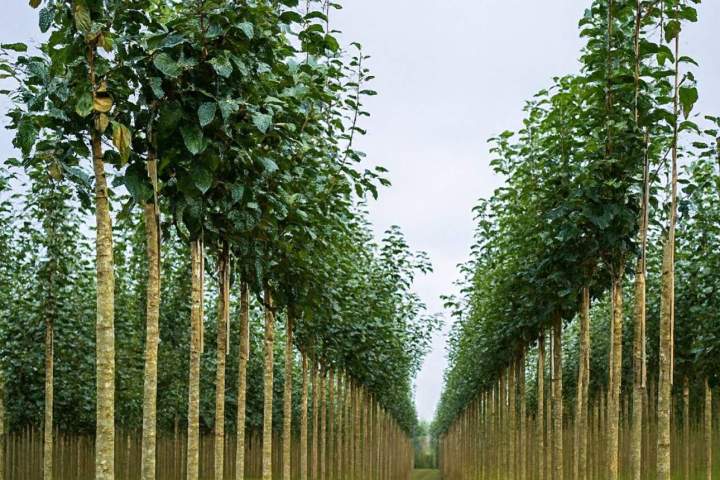 Spécialistes des végétaux Normandie