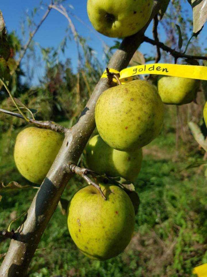 Fournisseur de plantes ornementales Normandie
