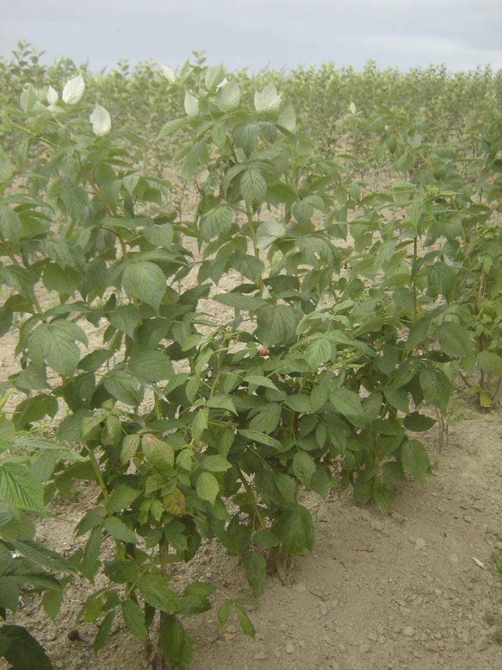 Fournisseur de plantes ornementales Normandie