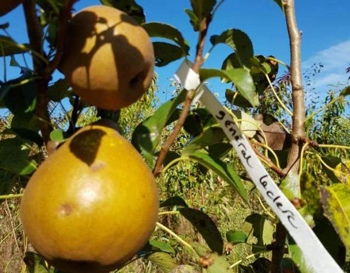 Fournisseur de plantes ornementales Normandie