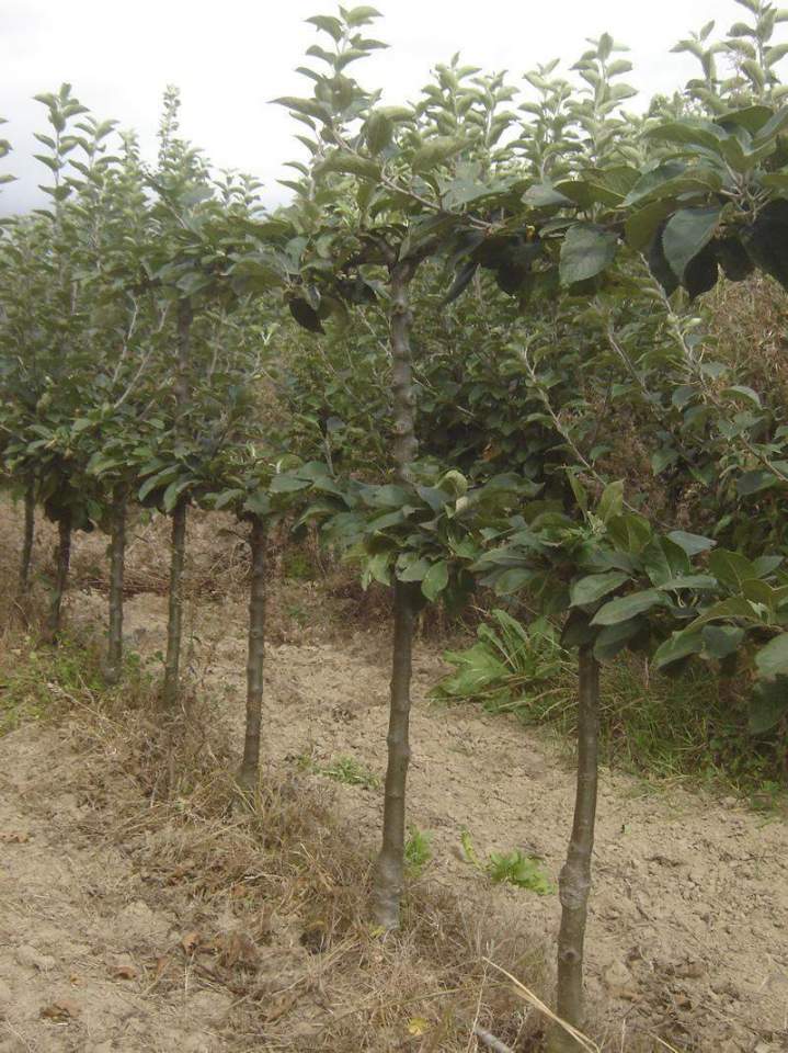 Fournisseur de végétaux Normandie