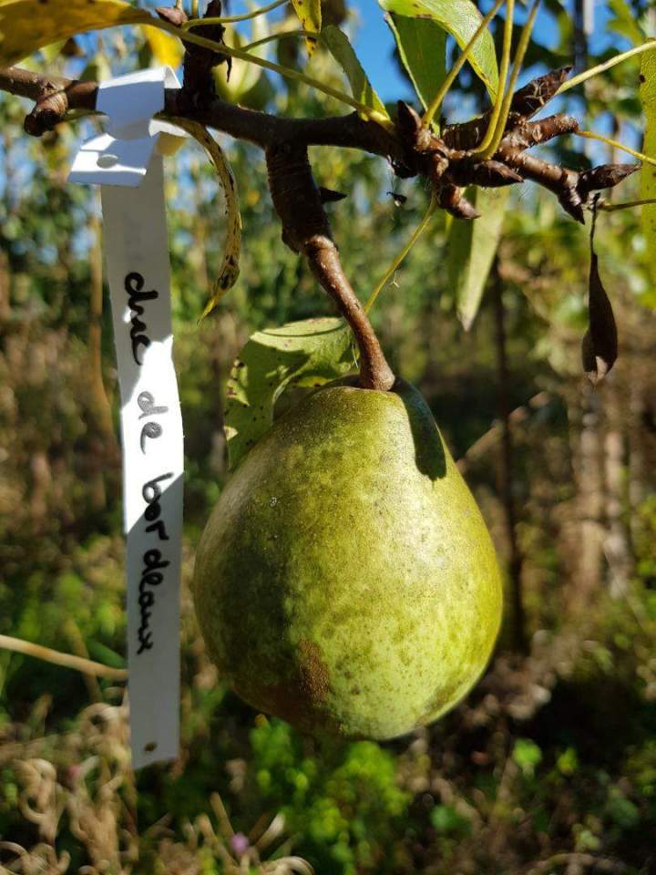 Fournisseur de végétaux Normandie