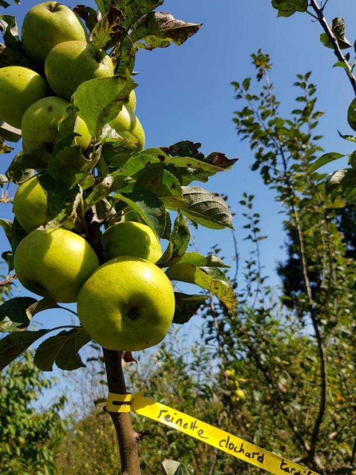 Grand choix de plantes Normandie