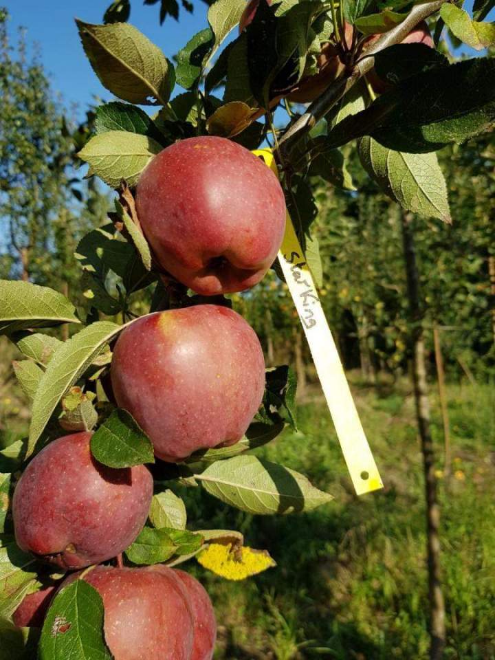 Pépinière de qualité Normandie