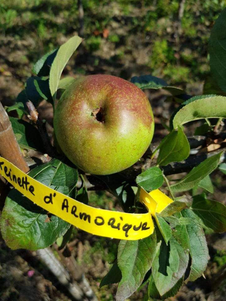 Pépiniériste Normandie