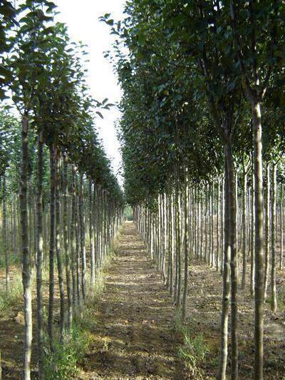 Pépiniériste Normandie