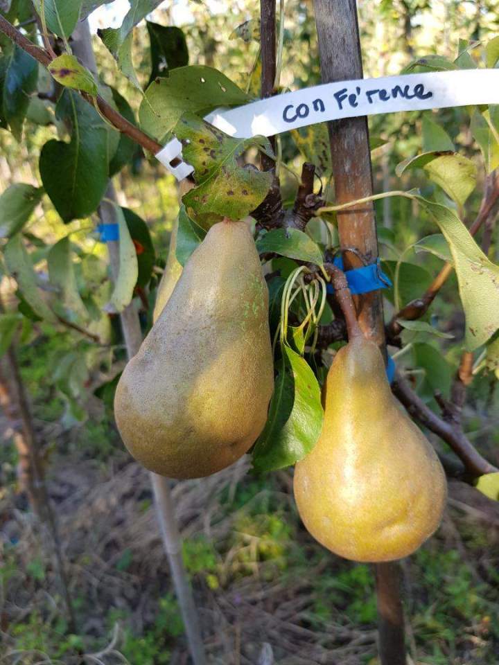 Pépiniériste Normandie