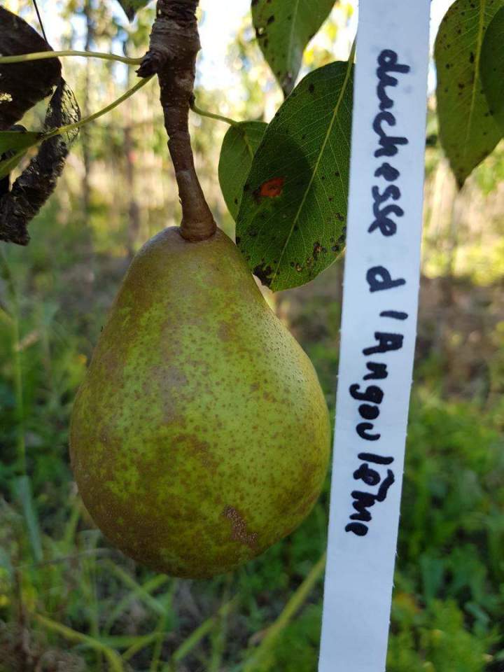 Pépiniériste professionnel Normandie