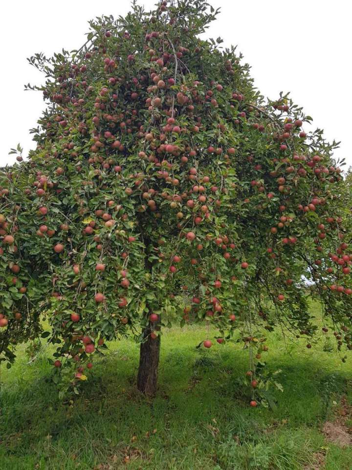 Variété d’arbres fruitiers pour vergers et jardins Normandie