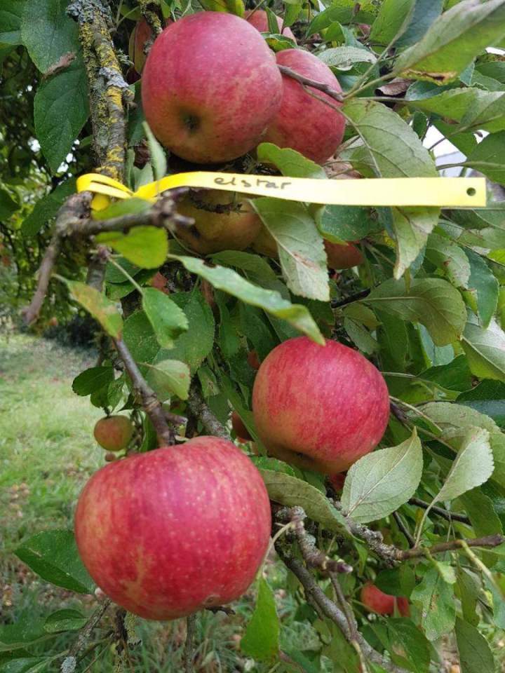 Pépiniériste professionnel Normandie