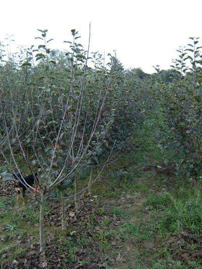 Pépiniériste professionnel Normandie