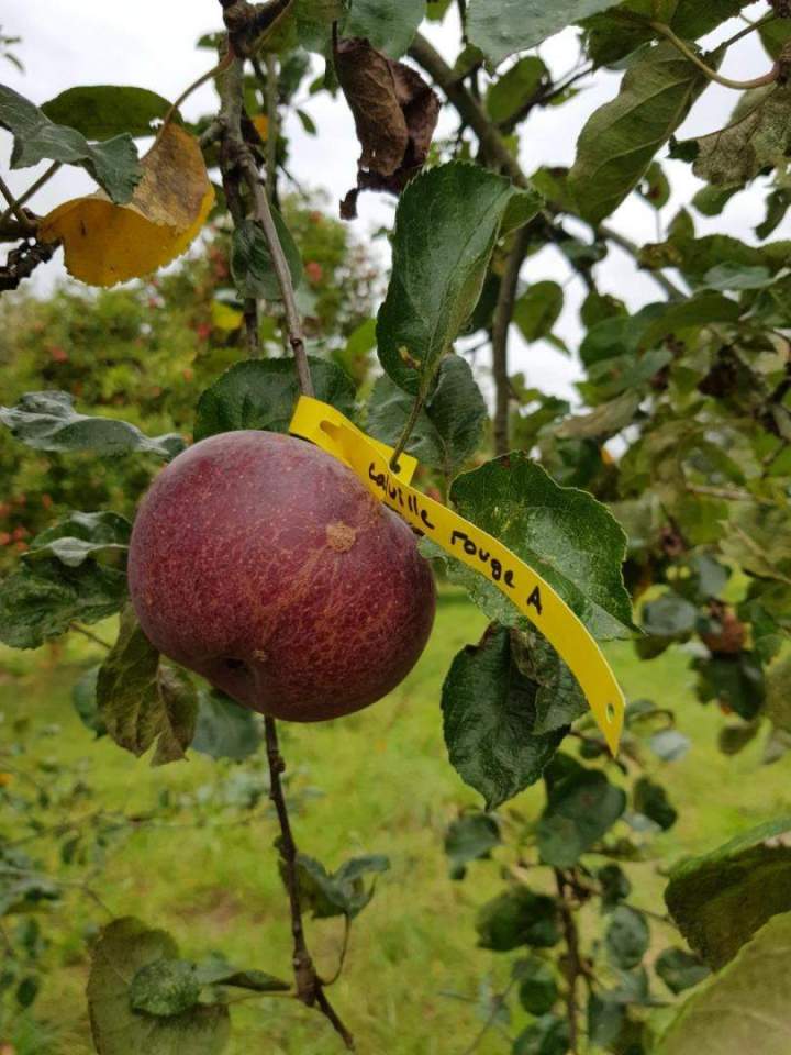 Plantes et arbustes Normandie