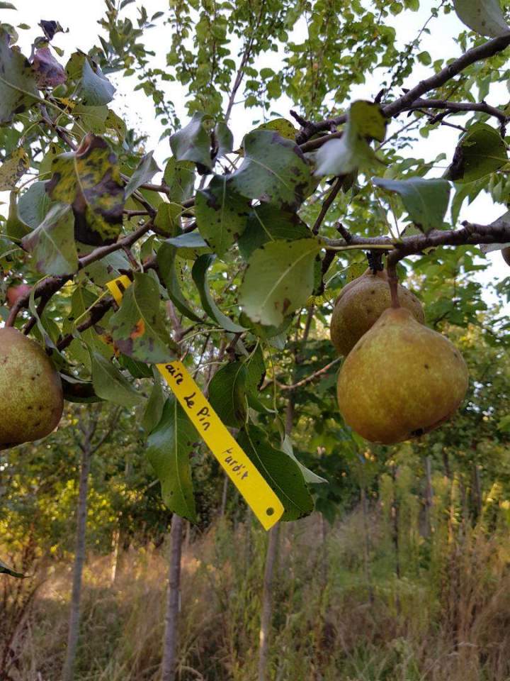 Plantes et arbustes Normandie