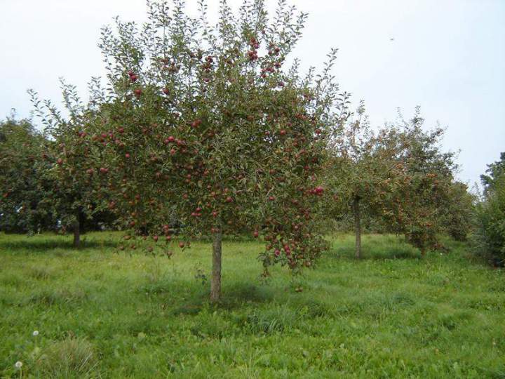 Plantes et arbustes Normandie
