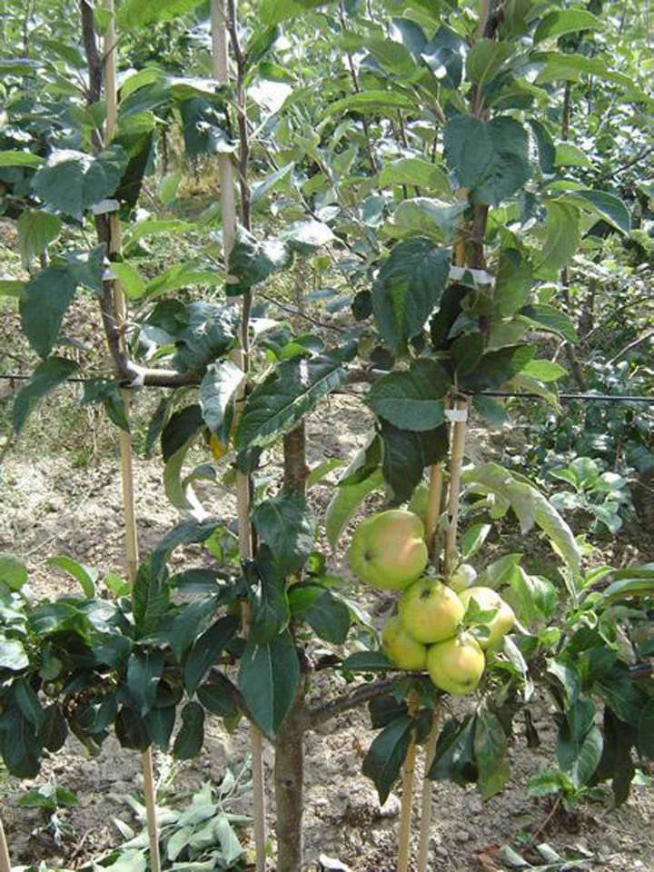 Producteur végétal Normandie