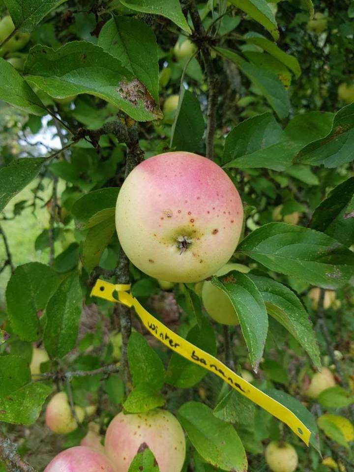 Producteur végétal Normandie