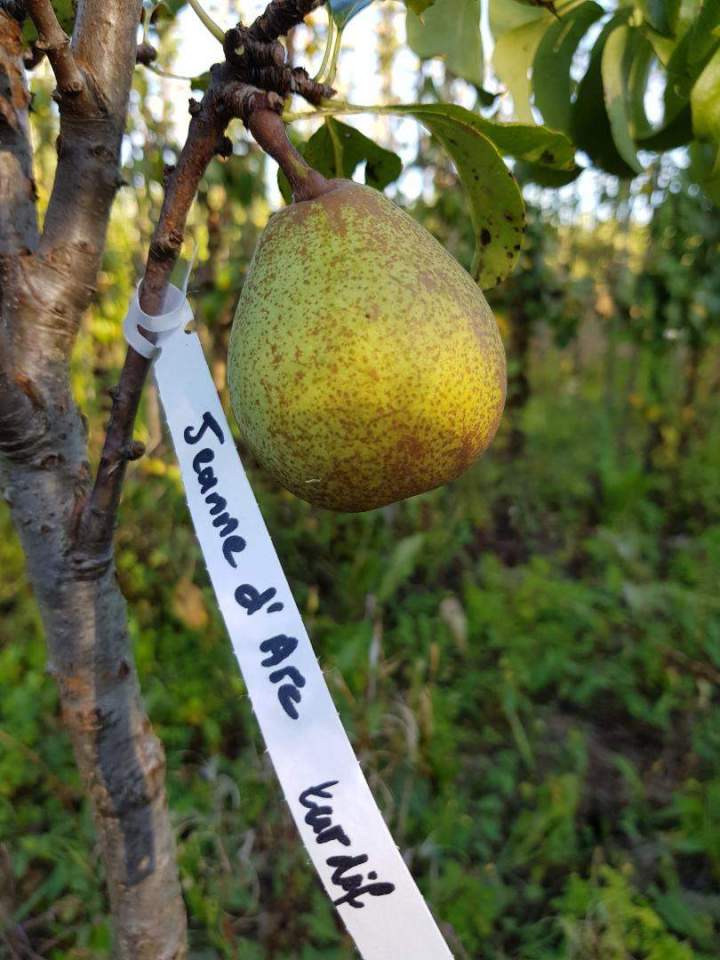Producteur végétal Normandie