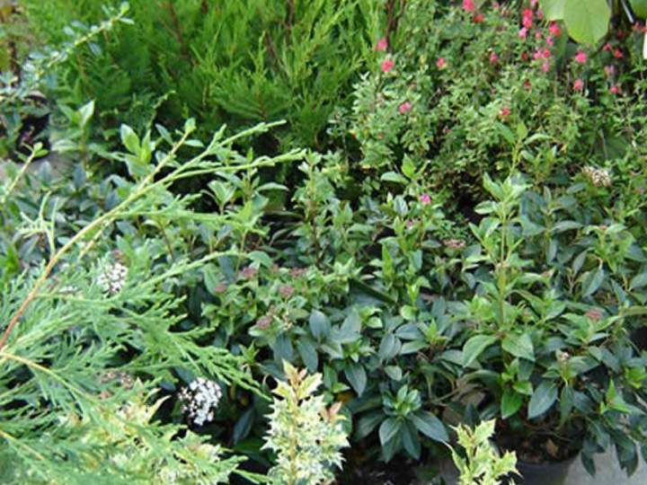 Producteur végétal Normandie