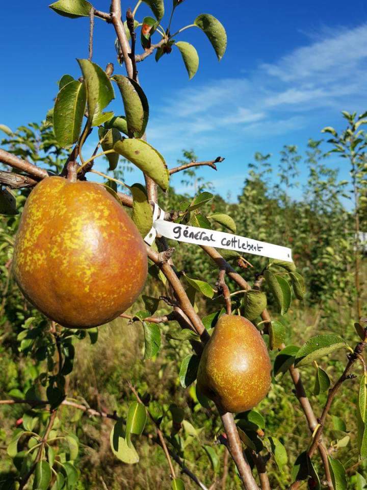 Production de végétaux Normandie