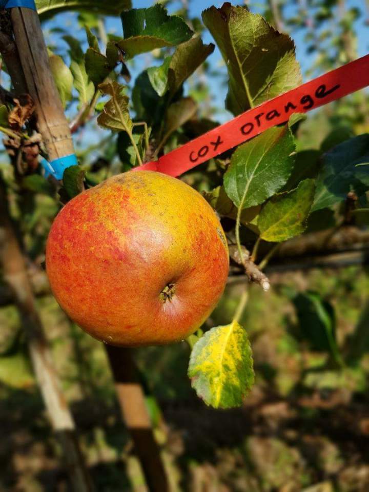Production de végétaux Normandie