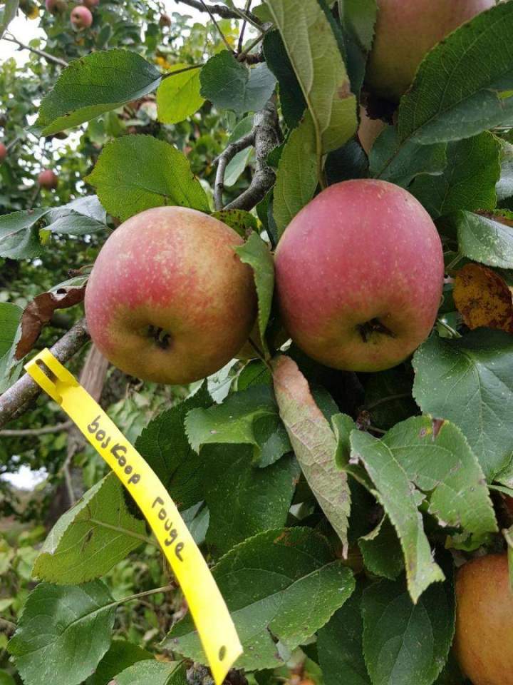 Spécialiste des végétaux Normandie