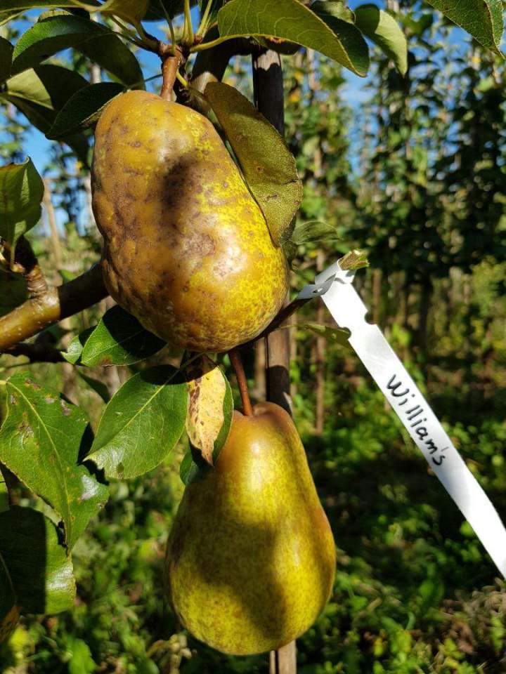 Spécialiste des végétaux Normandie