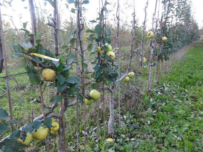Spécialiste des végétaux Normandie