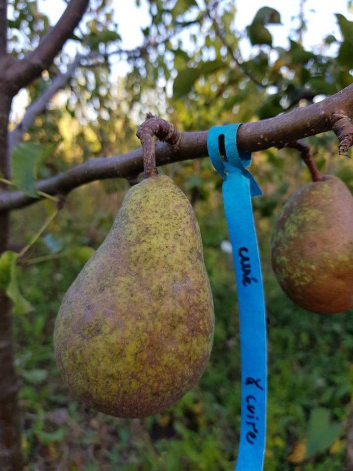 Spécialiste en horticulture Normandie