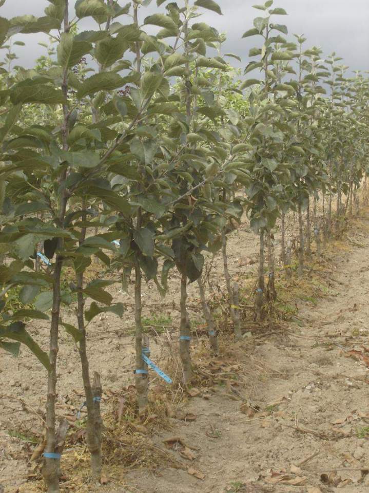 Spécialiste en horticulture Normandie