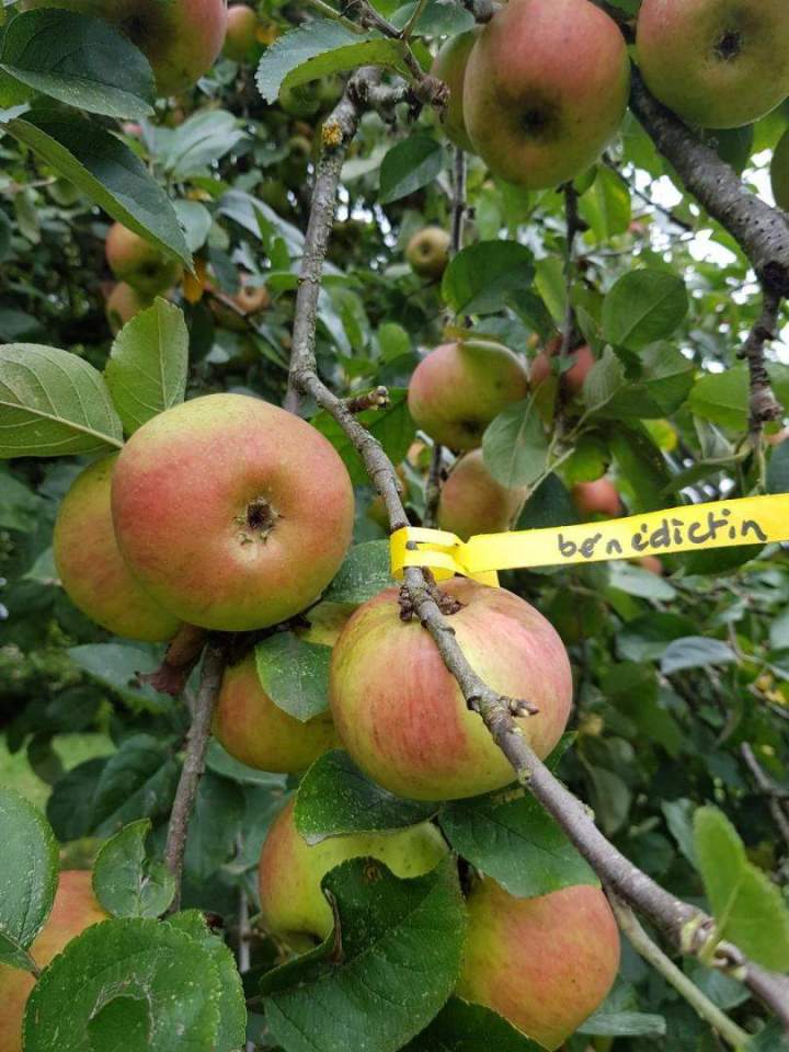 Spécialiste en horticulture Normandie