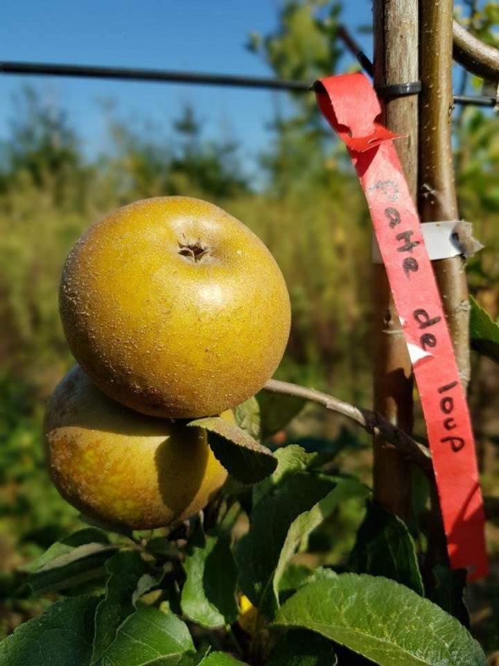 Végétaux pour extérieur Normandie
