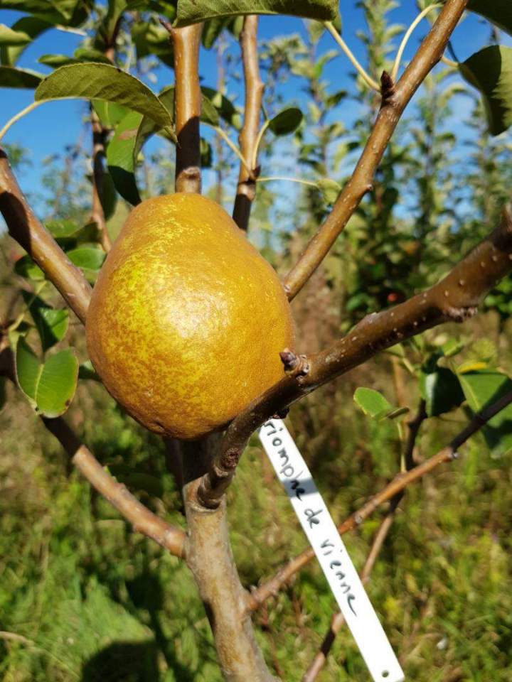 Végétaux pour extérieur Normandie